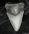 Inch Megalodon Tooth #1297-1